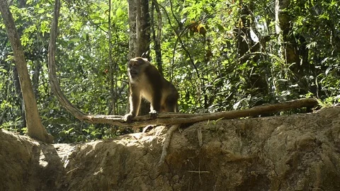 Cute monkey in forest ,Thailand Stock Footage 101132475