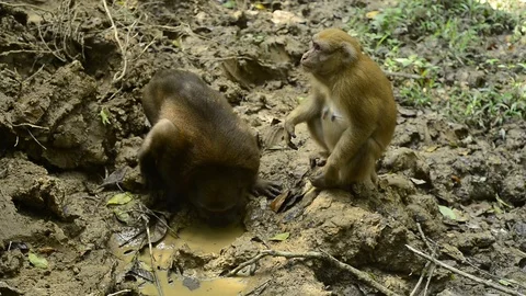 Cute monkey in forest ,Thailand Stock Footage 101132626