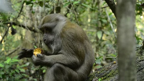 Cute monkey in forest ,Thailand Stock Footage 101132703