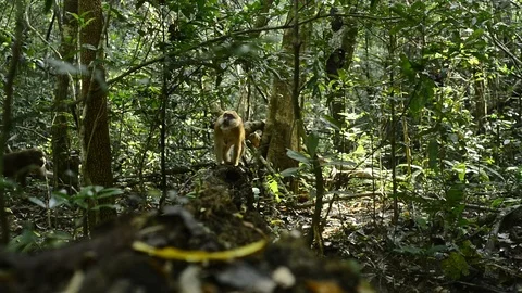 Cute monkey in forest ,Thailand Stock Footage 101132839