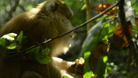 Cute monkey in forest ,Thailand Stock Footage 101132939