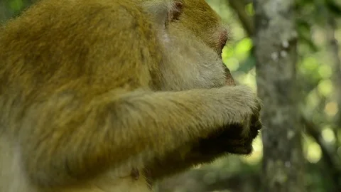 Cute monkey in forest ,Thailand Stock Footage 101132956