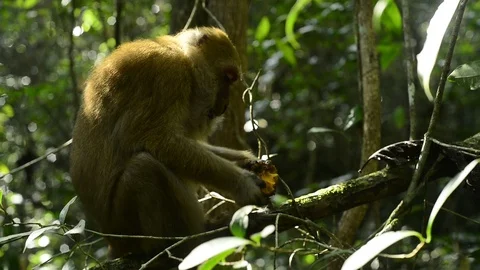 Cute monkey in forest ,Thailand Stock Footage 101133065