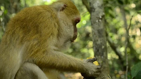 Cute monkey in forest ,Thailand Stock Footage 101133121