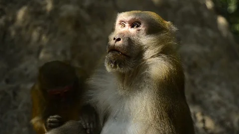 Cute monkey in forest ,Thailand Stock Footage 101133146