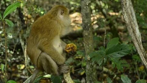 Cute monkey in forest ,Thailand Stock Footage 101133186