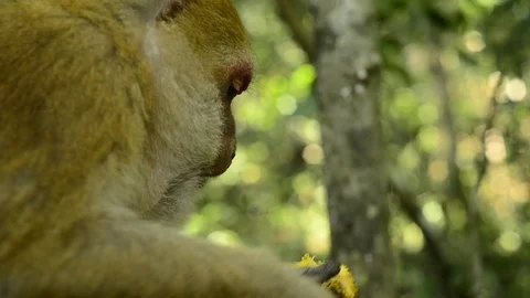 Cute monkey in forest ,Thailand Stock Footage 101133242