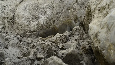 Cute monkey in forest ,Thailand Stock Footage 101133359