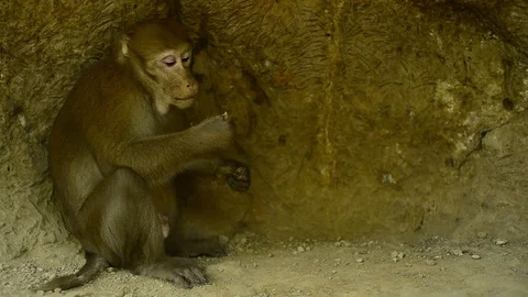 Cute monkey in forest ,Thailand Stock Footage 101133419