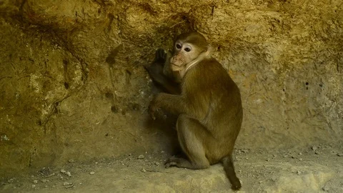 Cute monkey in forest ,Thailand Stock Footage 101135402