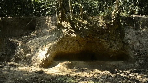 Cute monkey in forest ,Thailand Stock Footage 101135438