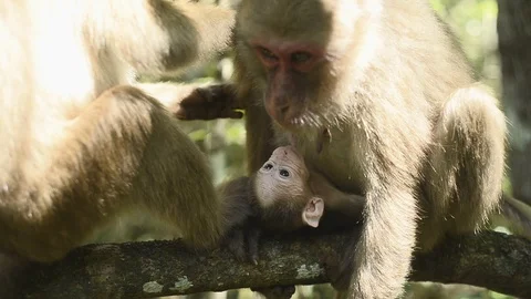Cute monkey in forest ,Thailand Stock Footage 101260947