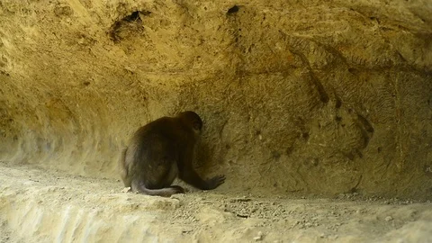 Cute monkey in forest,Thailand Stock Footage 101132181