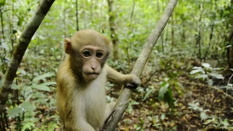 Cute monkey in forest,Thailand Stock Footage 101261003