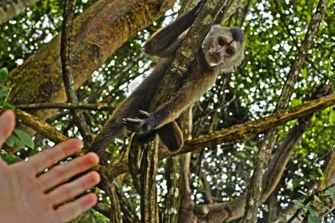 Cute monkey hanging between branches of a tree Stock Photos
