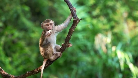 Cute monkey hanging on liana in lowland rainforest Stock Footage