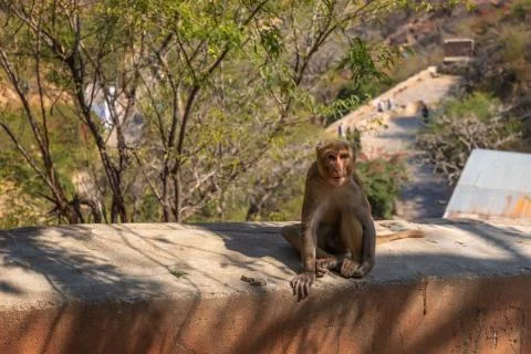 Cute monkey of India, Monkey Temple or Galta Ji Temple in Jaipur Stock Photos