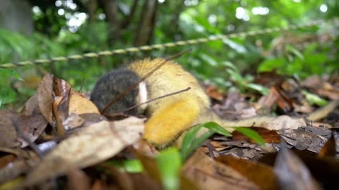 Cute monkey in the jungle, small squirrel monkey in exotic rainforest wildlife Stock Footage 236197943