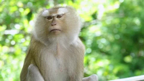 A cute monkey lives in a natural forest of Phuket, Thailand. Stock Footage 156814749