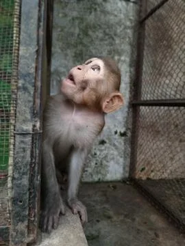 The cute monkey is looking up with extraordinary perspective. Stock Photos