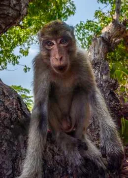 Cute Monkey looks Into the camera Crab-eating macaque Macaca fascicularis als Stock Photos