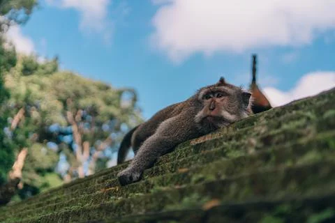 Cute monkey lying on stone wall in sacred monkey forest Stock Photos