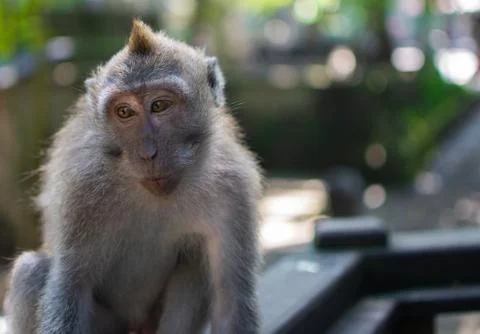 Cute monkey at the monkey forrest in Ubud, bali Stock Photos