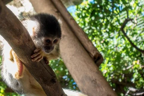 Cute monkey Stock Photos