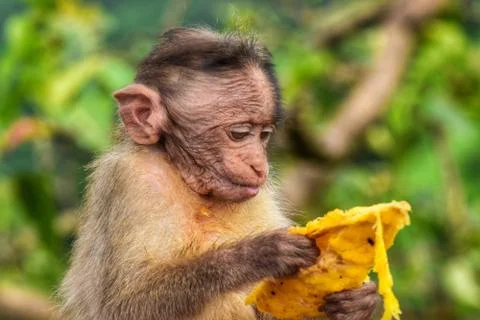 Cute Monkey Stock Photos