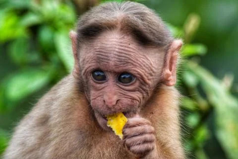 Cute monkey Stock Photos