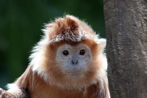 Cute monkey portrait Stock Photos