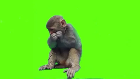 Cute Monkey Primate Ape Animal on Green screen Stock-Footage 307007258