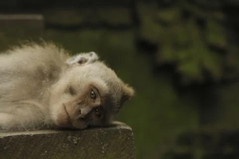 Cute monkey is resting 库存照片