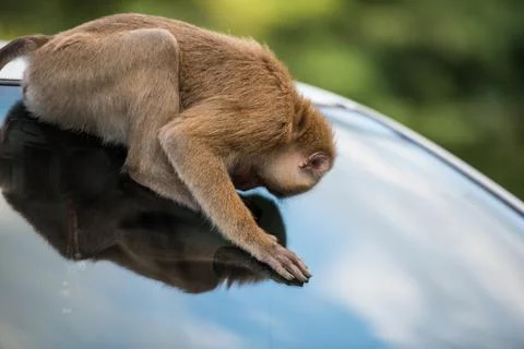 Cute Monkey sit on the car windshield looking into a car for some food with Stock Photos