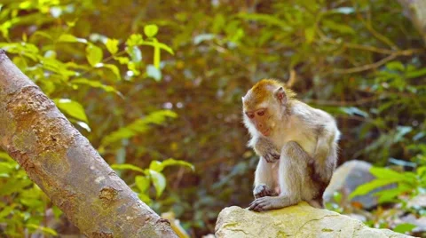 Cute Monkey Sits Contemplatively Stock Footage 50232425