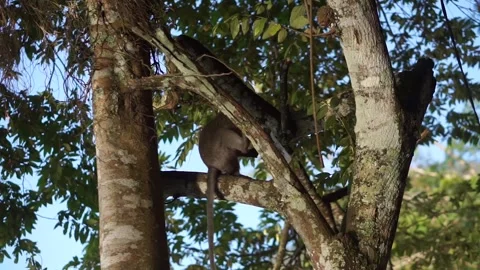A cute monkey sits on a tree Stock Footage 263145656