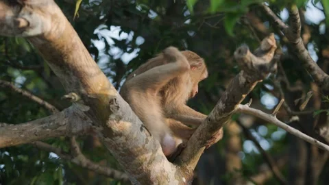A cute monkey sits on a tree, scratching its back with its paw. Видео 271077734