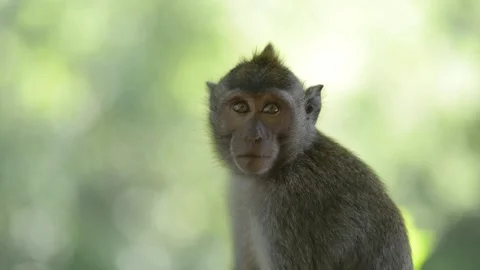 Cute monkey sitting alone in forest 動画素材 95175977