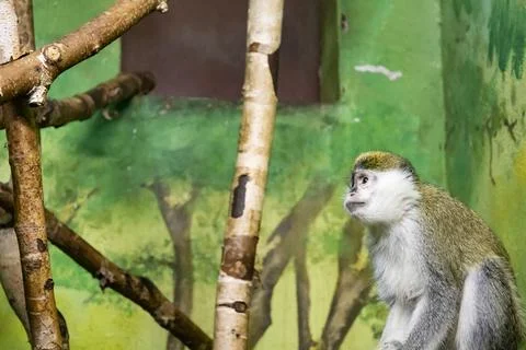 Cute monkey sitting in cage on farm Stock Photos