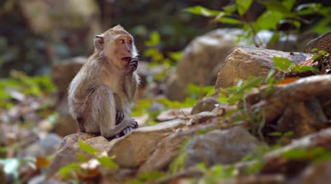 Cute Monkey Sitting on a Rock in a Nature Park 库存影片 57460004