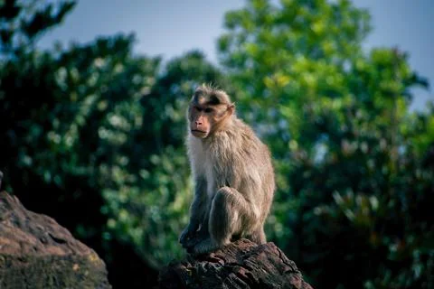 Cute monkey sitting on rock. Stock Photos