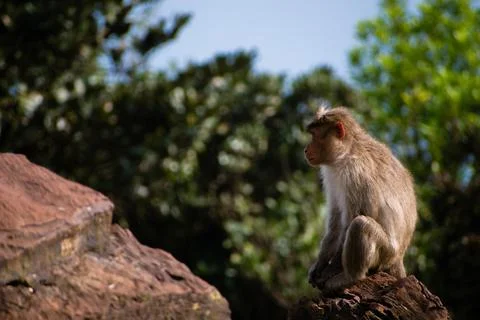 Cute monkey sitting on rock. Stock Photos