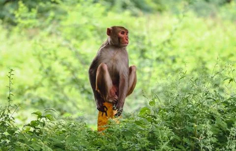 A cute monkey sitting on a small yellow wooden stick in the middle of a green Stock Photos