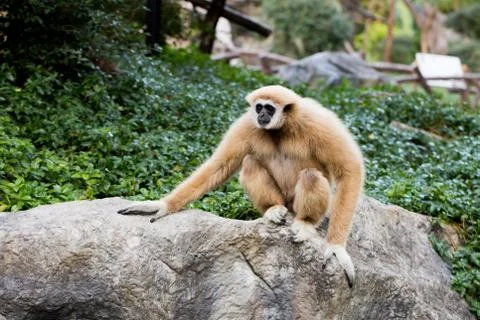 Cute monkey sitting on the stone Stock Photos