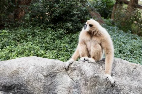 Cute monkey sitting on the stone Stock Photos
