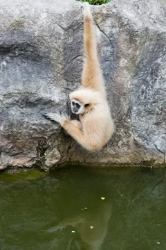 Cute monkey sitting on the stone Stock Photos