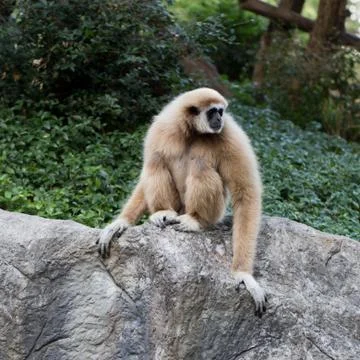 Cute monkey sitting on the stone Stock Photos