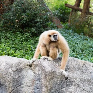Cute monkey sitting on the stone Stock Photos