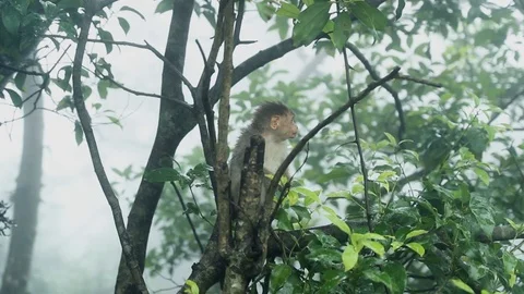 Cute Monkey Sitting On a Tree And Looking Around (India) Stock Footage 98277946