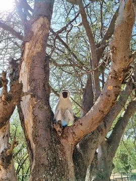 A Cute Monkey Sitting on a Tree Branch in a Beautiful Natural Setting Surrounded Foto stock